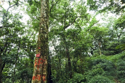 Dawu Working Circle Taiwan Amentotaxus Nature Reserve