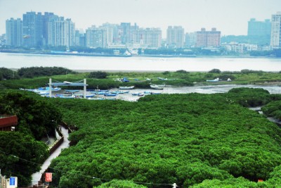 挖子尾保留區保存紅樹林,為台灣紅樹林分佈的北界