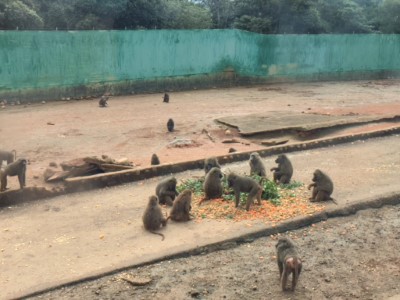 狒狒區餵食及圍牆現況