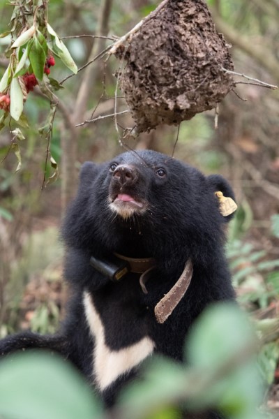 臺灣黑熊吃蟻窩(示意，非本次事件黑熊)
