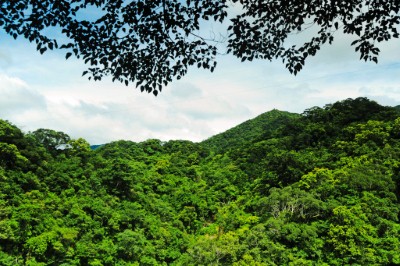 台灣油杉為台灣特有的松科常綠喬木,高三十五公尺,不連續的分布於本島之南北兩端,此區為台灣北部坪林