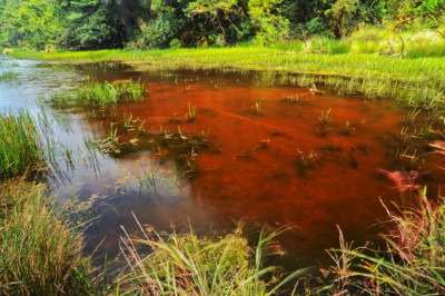 湖中底層之藻類使湖水呈現綠色或棕紅色