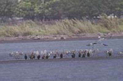 Lanyang River Mouth Waterbird Refuge