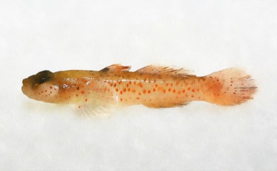 短吻紅斑吻鰕虎