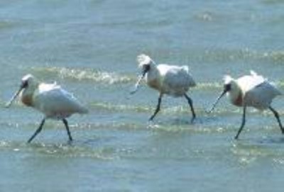 Tainan County Zengwen River Mouth North Bank Black-faced Spoonbill Refuge