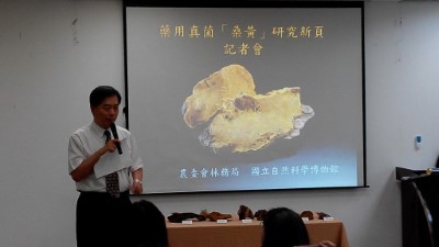 中國醫藥大學黃冠中副教授說明桑黃之功效