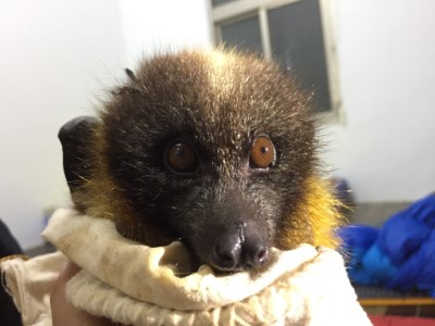 4_台灣狐蝠具有大大的眼睛，非常可愛