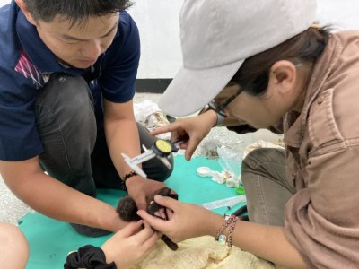 6_研究人員於龜山島進行狐蝠樣本的採集和測量