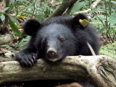 臺灣黑熊2(示意，非本次事件黑熊)